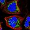 Kinesin Light Chain 4 antibody, HPA030169, Atlas Antibodies, Immunofluorescence image 