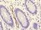 Claudin 5 antibody, ab131259, Abcam, Immunohistochemistry paraffin image 