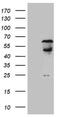 Mammalian branch point-binding protein antibody, NBP2-45793, Novus Biologicals, Western Blot image 