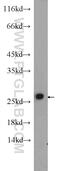 Proteasome Subunit Alpha 2 antibody, 14377-1-AP, Proteintech Group, Western Blot image 
