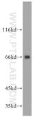 Armadillo Repeat Containing X-Linked 2 antibody, 12200-1-AP, Proteintech Group, Western Blot image 