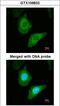 FAS antibody, LS-C186103, Lifespan Biosciences, Immunocytochemistry image 