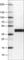 Apolipoprotein L1 antibody, AMAb90529, Atlas Antibodies, Western Blot image 
