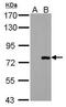 P21 (RAC1) Activated Kinase 6 antibody, PA5-28674, Invitrogen Antibodies, Western Blot image 