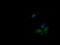 Phosphoinositide-3-Kinase Regulatory Subunit 5 antibody, LS-C174524, Lifespan Biosciences, Immunofluorescence image 