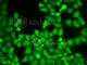 Eukaryotic Translation Initiation Factor 3 Subunit E antibody, A5447, ABclonal Technology, Immunofluorescence image 