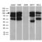 Transcription Factor 12 antibody, LS-C798719, Lifespan Biosciences, Western Blot image 