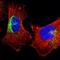 Syntaxin 7 antibody, NBP1-87497, Novus Biologicals, Immunofluorescence image 