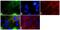 Tight Junction Protein 2 antibody, 37-4700, Invitrogen Antibodies, Immunofluorescence image 