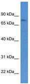 Histone H3 Associated Protein Kinase antibody, TA342983, Origene, Western Blot image 