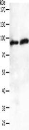 Junction Plakoglobin antibody, CSB-PA044408, Cusabio, Western Blot image 