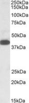 Alpha-1,4-N-Acetylglucosaminyltransferase antibody, NBP2-27480, Novus Biologicals, Western Blot image 