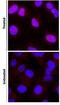 HIF1-alpha antibody, NB100-105, Novus Biologicals, Immunocytochemistry image 