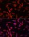 Alpha-1-antitrypsin antibody, LS-C331209, Lifespan Biosciences, Immunofluorescence image 