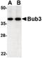 BUB3 Mitotic Checkpoint Protein antibody, PA5-20388, Invitrogen Antibodies, Western Blot image 