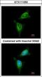 Ribosomal Protein S6 Kinase A1 antibody, GTX111050, GeneTex, Immunocytochemistry image 