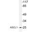 Achaete-Scute Family BHLH Transcription Factor 1 antibody, LS-C177728, Lifespan Biosciences, Western Blot image 