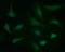 Gamma-Butyrobetaine Hydroxylase 1 antibody, LS-C174521, Lifespan Biosciences, Immunofluorescence image 
