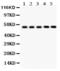 Y-Box Binding Protein 1 antibody, PB9465, Boster Biological Technology, Western Blot image 