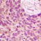 SUMO Specific Peptidase 1 antibody, LS-C353417, Lifespan Biosciences, Immunohistochemistry frozen image 