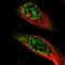 MAGE Family Member A4 antibody, NBP1-84365, Novus Biologicals, Immunofluorescence image 