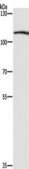 Coatomer Protein Complex Subunit Beta 1 antibody, TA349709, Origene, Western Blot image 