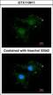 Bcl-2-like protein 10 antibody, GTX113911, GeneTex, Immunofluorescence image 