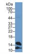 Fatty Acid Binding Protein 4 antibody, LS-C293831, Lifespan Biosciences, Western Blot image 