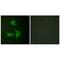 Cyclin Dependent Kinase Inhibitor 2B antibody, PA5-49749, Invitrogen Antibodies, Immunofluorescence image 