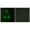 Cyclin Dependent Kinase Inhibitor 2B antibody, PA5-49749, Invitrogen Antibodies, Immunofluorescence image 