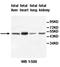 Anti-Mullerian Hormone antibody, orb77058, Biorbyt, Western Blot image 