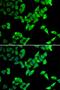 Elongin A antibody, orb247728, Biorbyt, Immunofluorescence image 