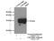 Coiled-Coil-Helix-Coiled-Coil-Helix Domain Containing 6 antibody, 20639-1-AP, Proteintech Group, Immunoprecipitation image 