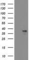 Heme Oxygenase 2 antibody, MA5-25749, Invitrogen Antibodies, Western Blot image 