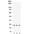 Crystallin Alpha A antibody, R32408, NSJ Bioreagents, Western Blot image 