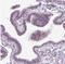 Ribosome Biogenesis Regulator 1 Homolog antibody, NBP2-30725, Novus Biologicals, Immunohistochemistry paraffin image 