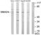 SMAD Family Member 4 antibody, abx013591, Abbexa, Western Blot image 