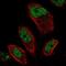 Protein EMSY antibody, NBP2-58469, Novus Biologicals, Immunofluorescence image 