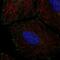 ER Membrane Protein Complex Subunit 4 antibody, PA5-65002, Invitrogen Antibodies, Immunofluorescence image 