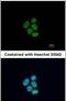 Far Upstream Element Binding Protein 1 antibody, PA5-30291, Invitrogen Antibodies, Immunofluorescence image 