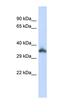 Keratin Associated Protein 24-1 antibody, orb325247, Biorbyt, Western Blot image 