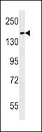 Hephaestin Like 1 antibody, LS-B11322, Lifespan Biosciences, Western Blot image 