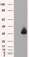 Annexin A1 antibody, LS-C115019, Lifespan Biosciences, Western Blot image 