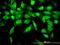 Aminoacylase-1 antibody, orb94615, Biorbyt, Immunofluorescence image 