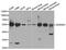 Aldehyde Dehydrogenase 3 Family Member A1 antibody, A5502, ABclonal Technology, Western Blot image 