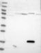 Zinc Finger Protein 77 antibody, NBP1-80873, Novus Biologicals, Western Blot image 