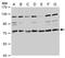 Transforming Acidic Coiled-Coil Containing Protein 2 antibody, NBP1-31221, Novus Biologicals, Western Blot image 