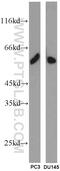 Spermatogenic Leucine Zipper 1 antibody, 18931-1-AP, Proteintech Group, Western Blot image 