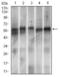 Ring Finger Protein 1 antibody, GTX60753, GeneTex, Western Blot image 
