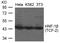 HNF1 Homeobox B antibody, orb137137, Biorbyt, Western Blot image 